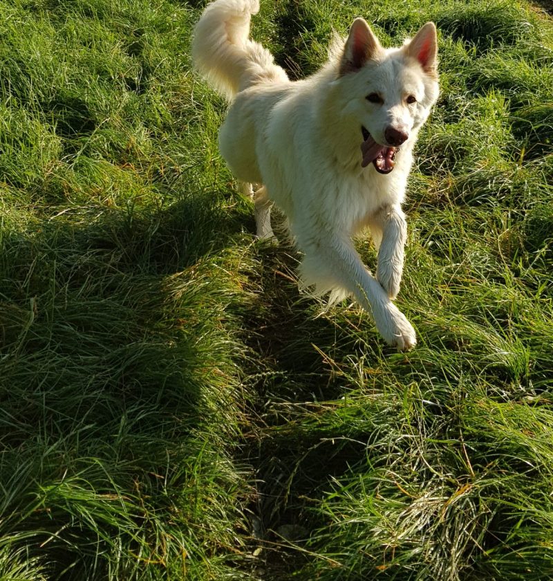 Roscoe running in a field looking happy.