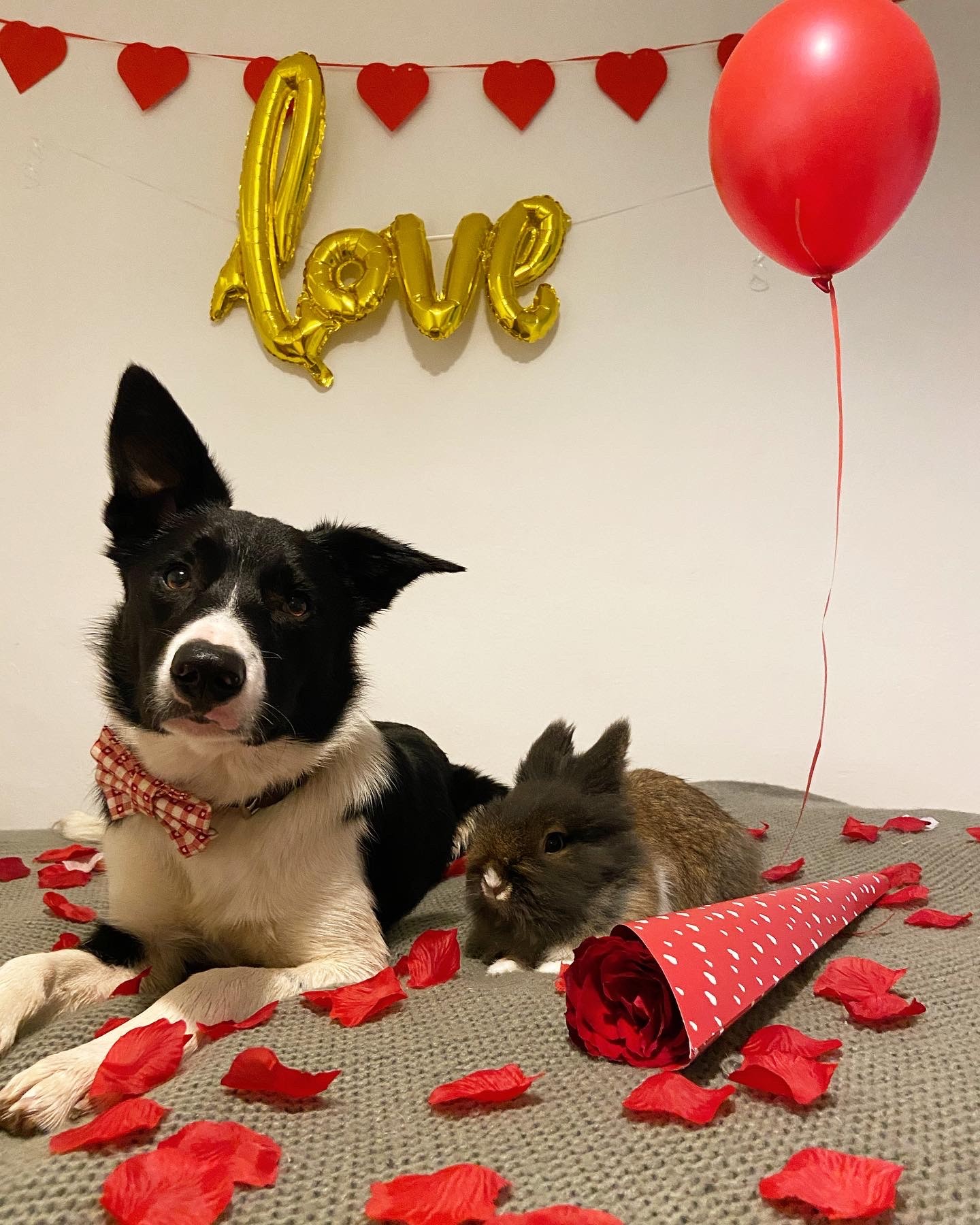 Valentine's Day Runner Up Rachel's Dog sitting on a bed of rose petals with a rabbit.