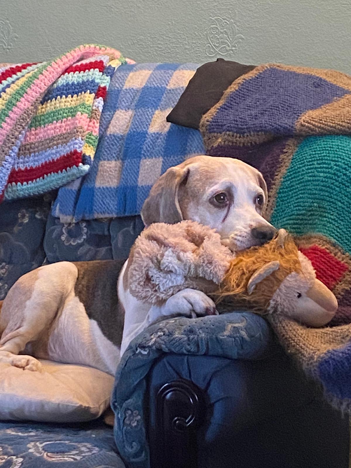 A Beagle lying on the sofa