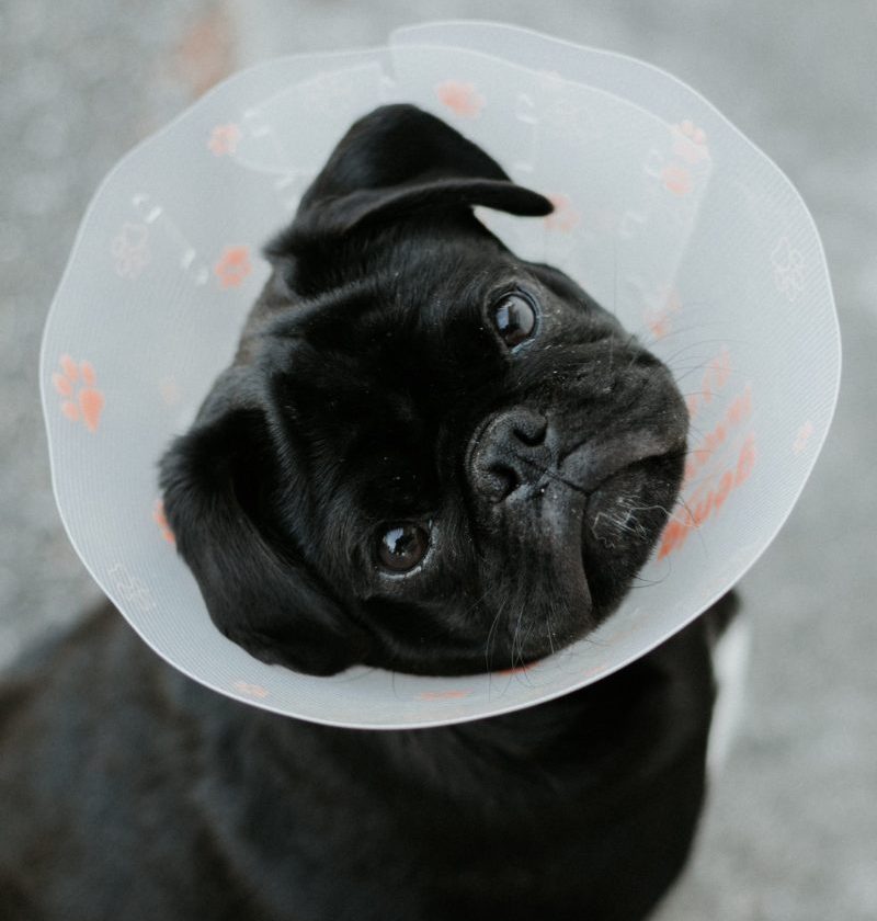 A Picture of a Black Pug sitting on the pavement with a veterinary cone around it's head.