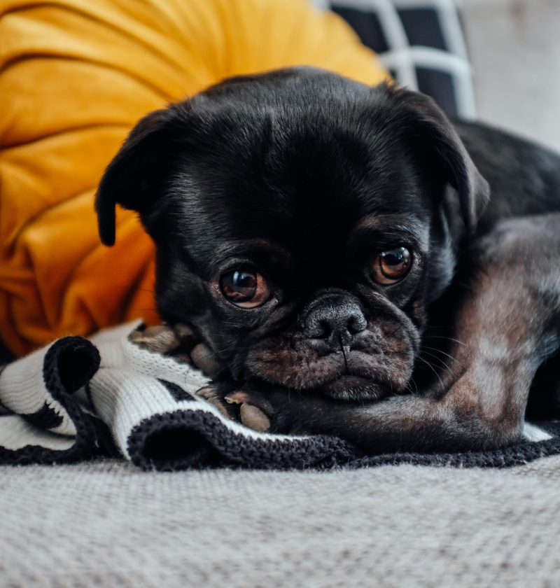 A picture of a pug curled up on the floor looking sad.