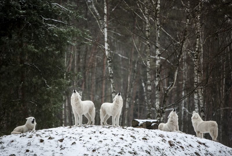 A pack of white wolves together on a snowy hill howling. 