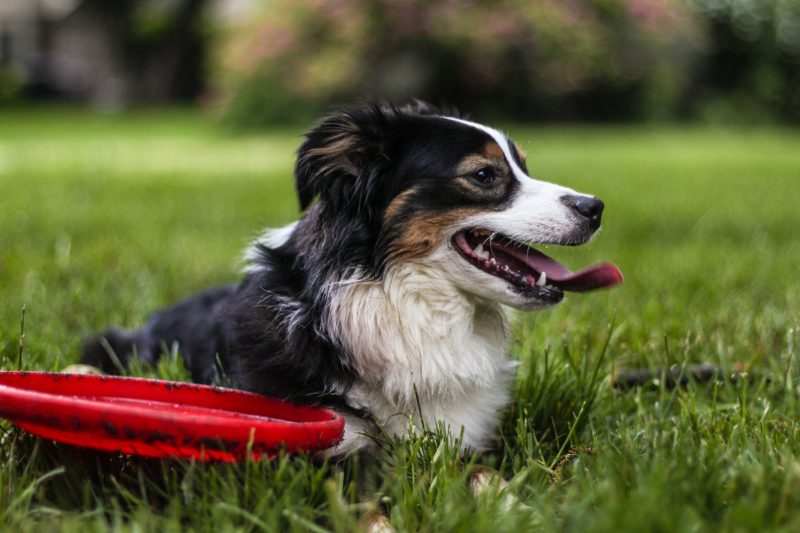 Dog lying in the grass with a frisbee. 