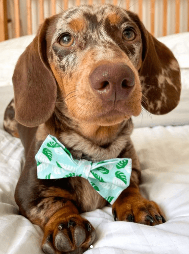 Baxter flying on the bed with a green bowtie