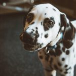 French Bulldog Hypoallergenic Treats