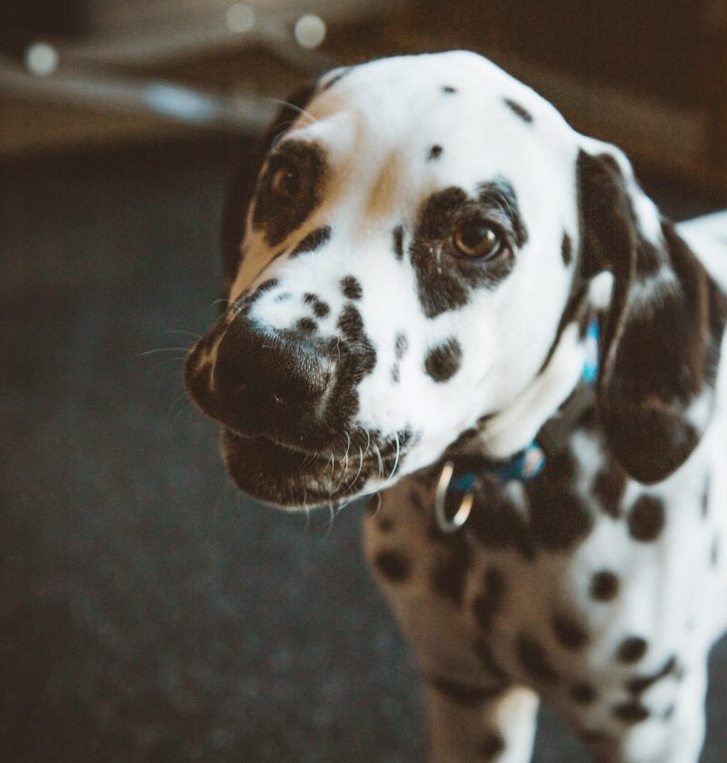 Low Purine Diet Feature Photo of a Dalmation
