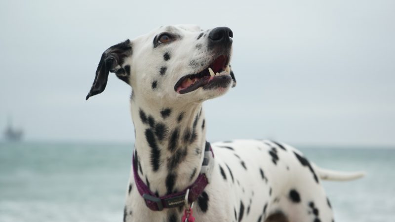 Low Purine Diet: A Dalmatian standing along the seaside