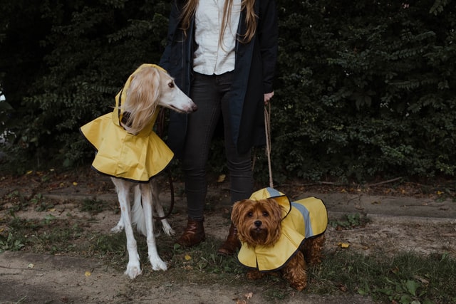 A woman holding the lead of two dogs standing in the rain. Both dogs have rain jackets on. 