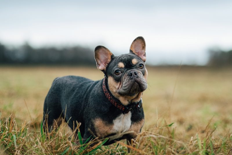 French Bulldog standing in a field