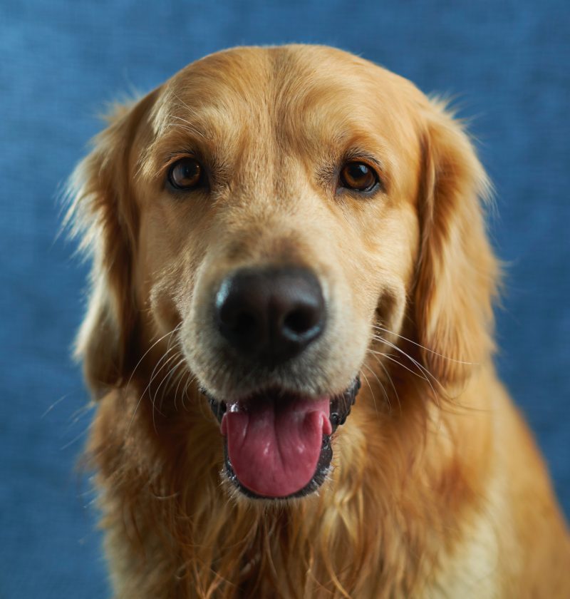 Did You Say Yes? Feature Photo with a smiling Golden Retriever.