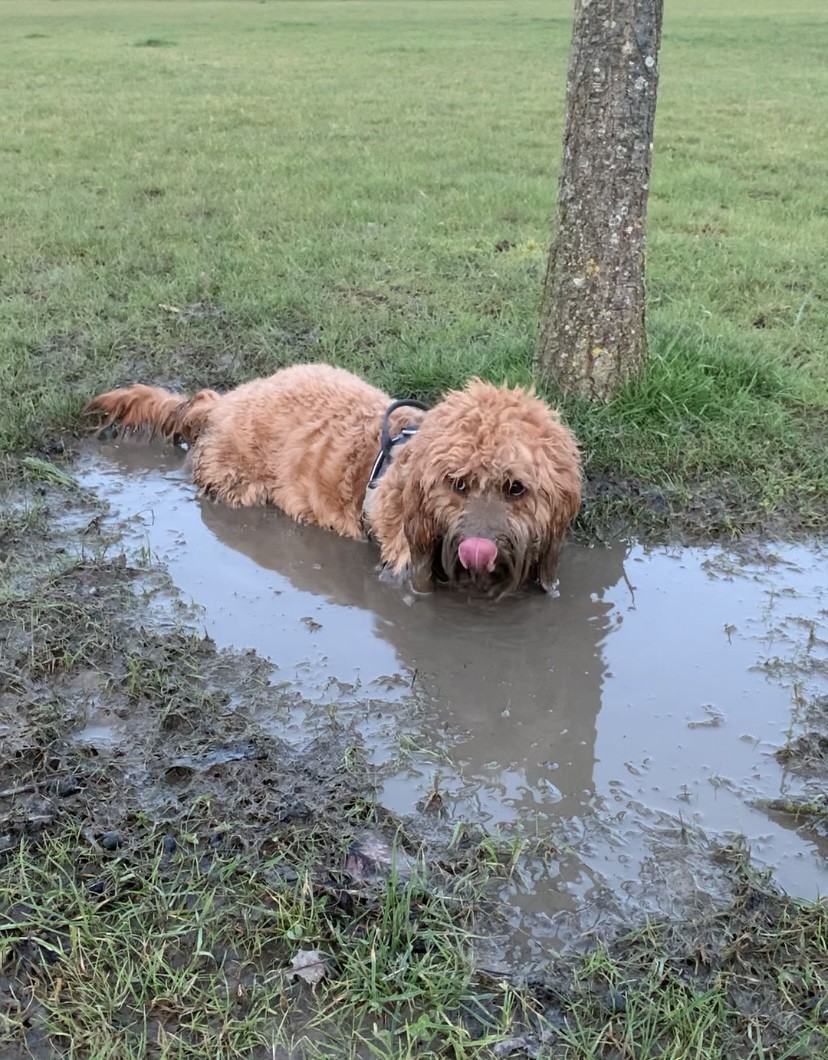 Alfie, a cavapoo, standing in a muddy puddle.