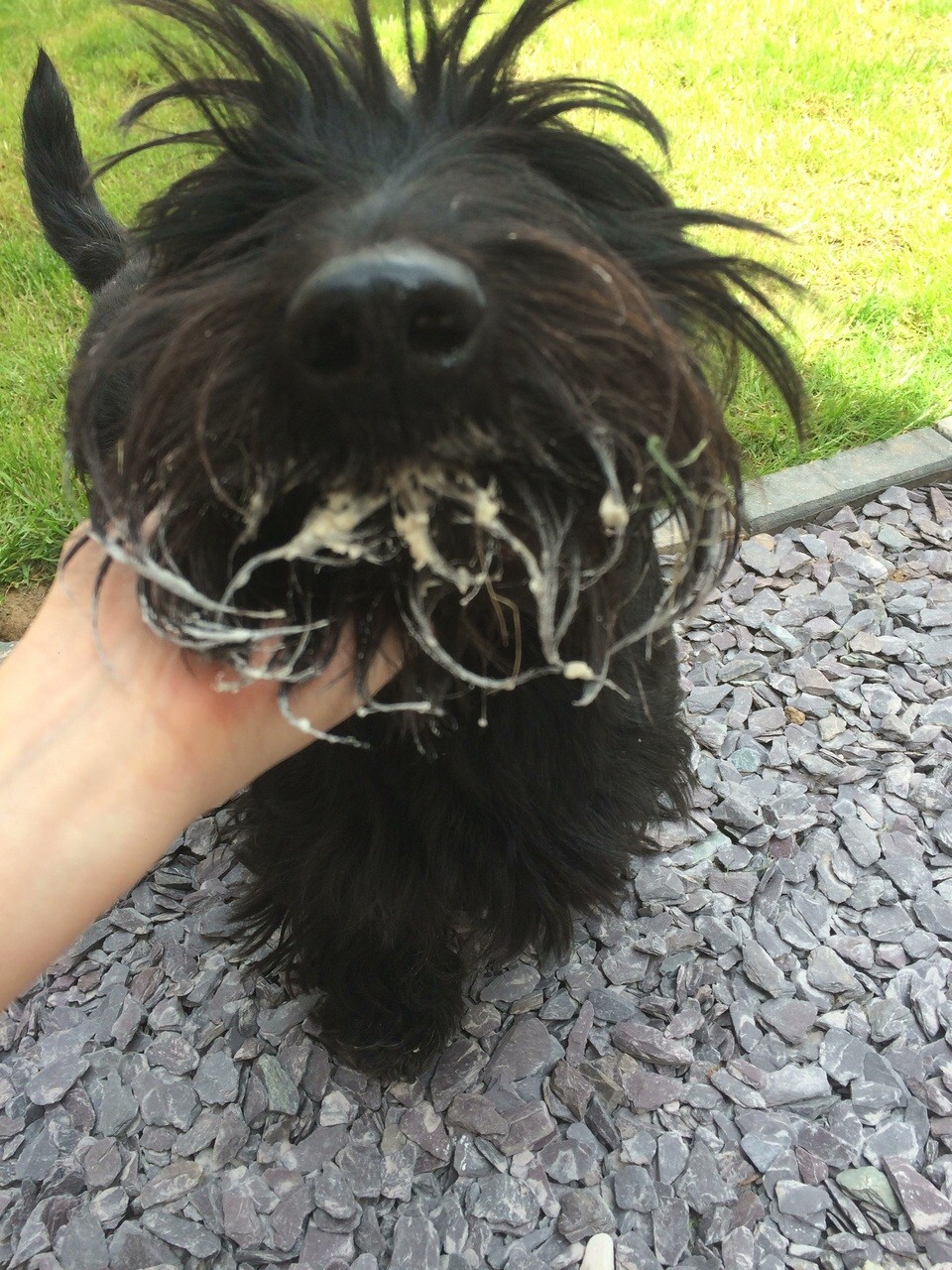 Archie, a long haired black terrier and one of our mucky pups, with icing sugar across his face. 