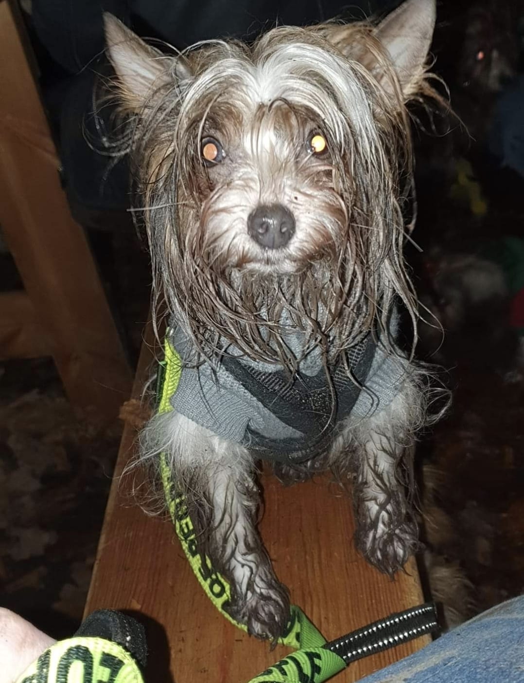 Maggie, a terrier, standing in the house covered in mud.