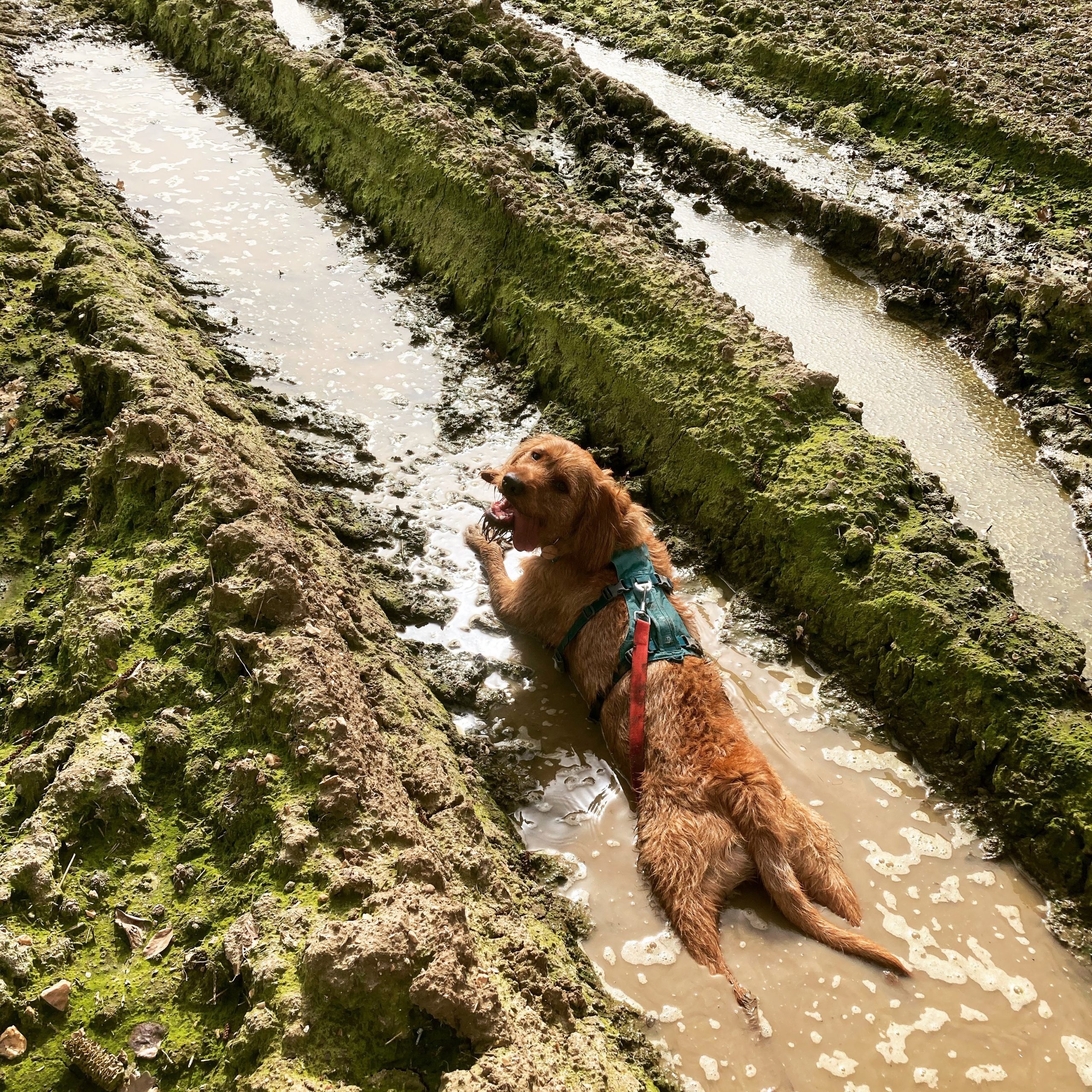 Ghillie, a golden retriever, lying in a ditch of mud quite happily.