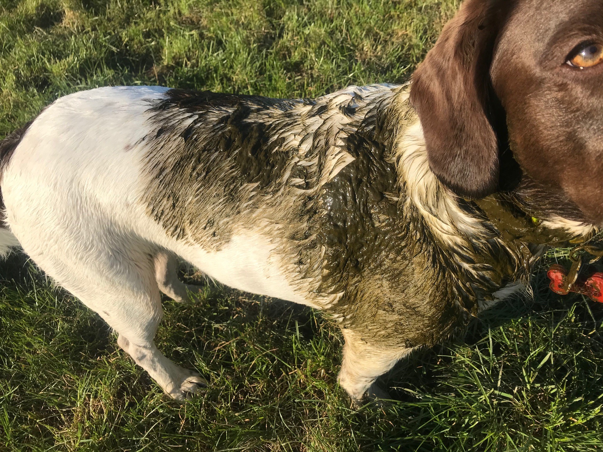 Margot, a spaniel and one of our mucky pups, standing in the grass with their back covered in cowpat muck.