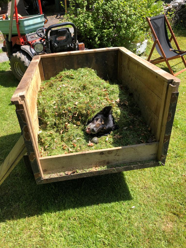 Mowgli, on of our mucky pups, lying in the grass trailer. 