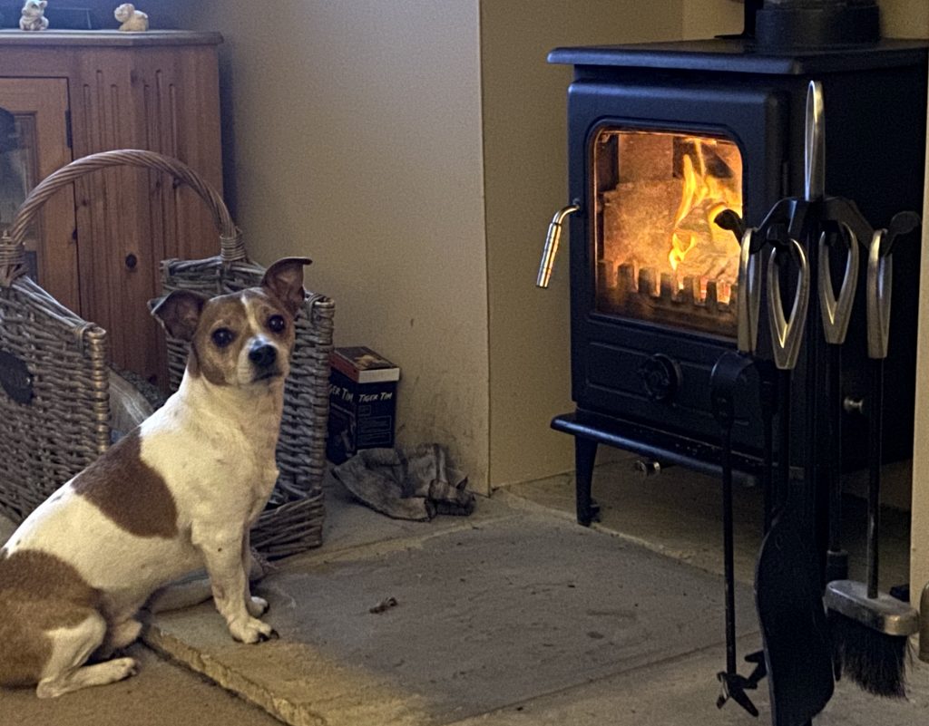 Rambo, a white and tan Jack Russell who suffers from hay fever sitting in front of the fire. 