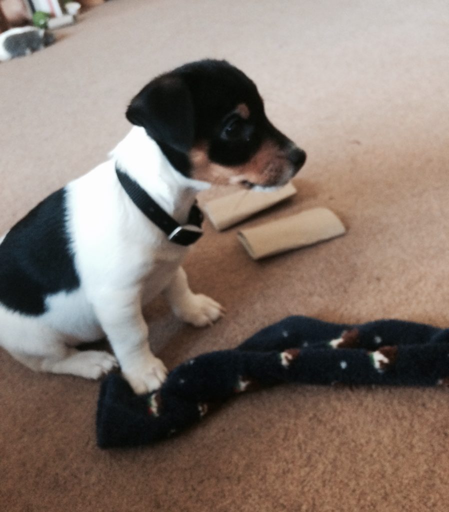 Oscar, a try colours Jack Russell terrier, as a puppy. He's sitting on the floor with a sock by his paws.