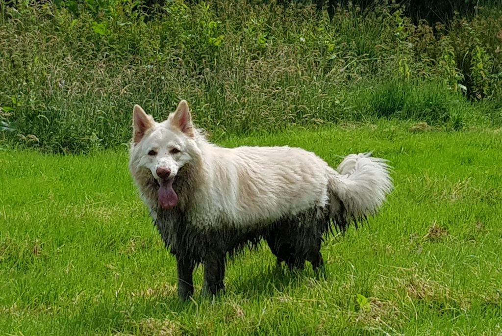 Roscoe, a long-haired German Shepard/Mucky Pup,  standing in a field. The lower half of his body covered in mud. 