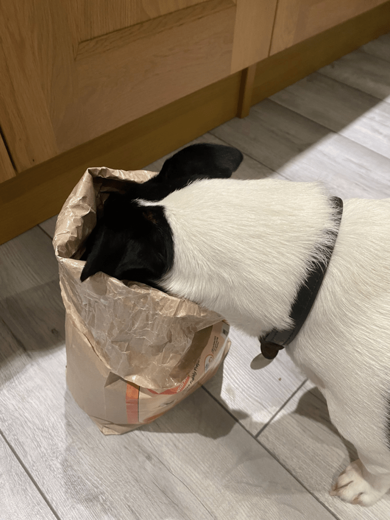 Oscar, a white and black jack Russell terrier, with his head stuck in a bag of grain-free food