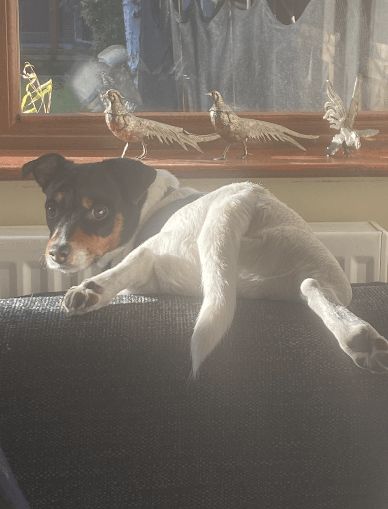 Oscar, a Jack Russell, proving himself to be unlike any other dog handing over the arm of the sofa