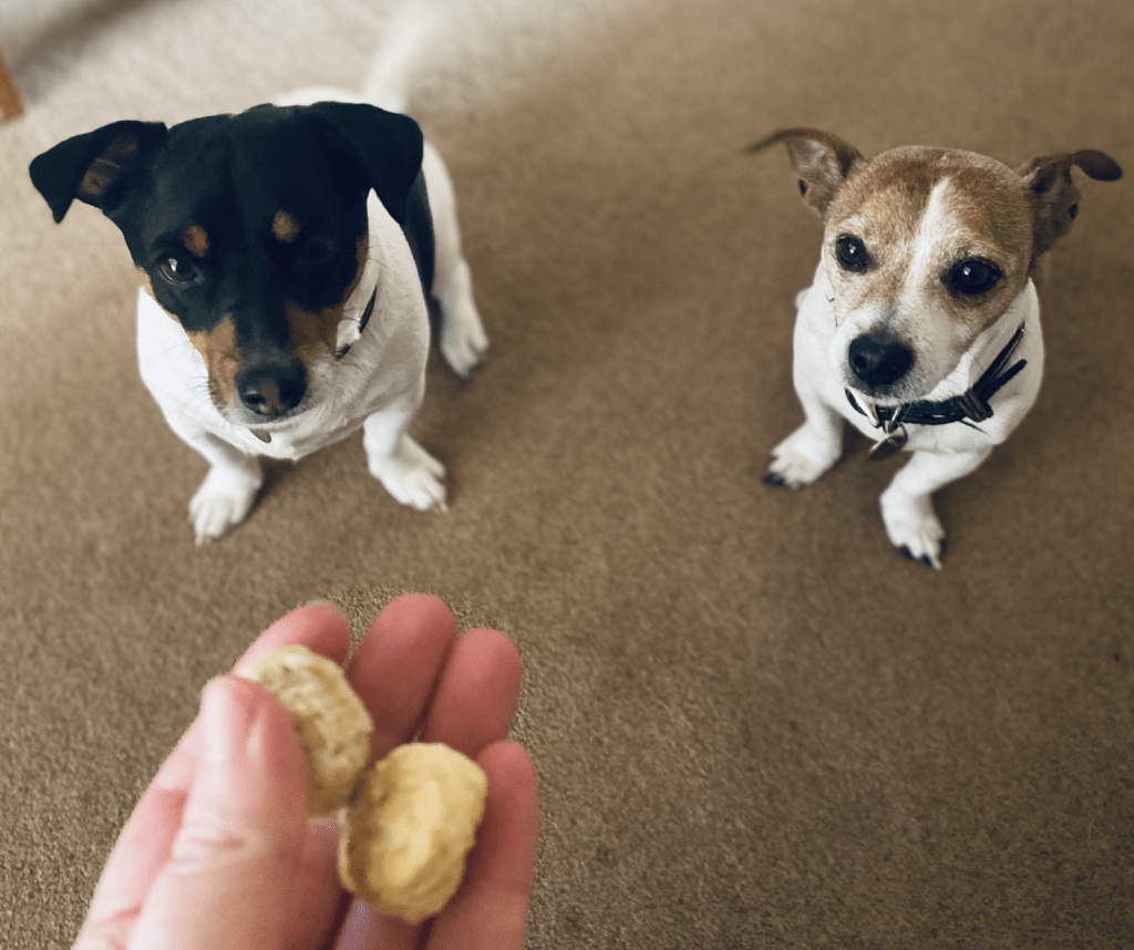 Rambo and Oscar, two Jack Russell Terriers, staring up at two Whitefish and Potato Cookies in anticipation for the treats and paper challenge. 