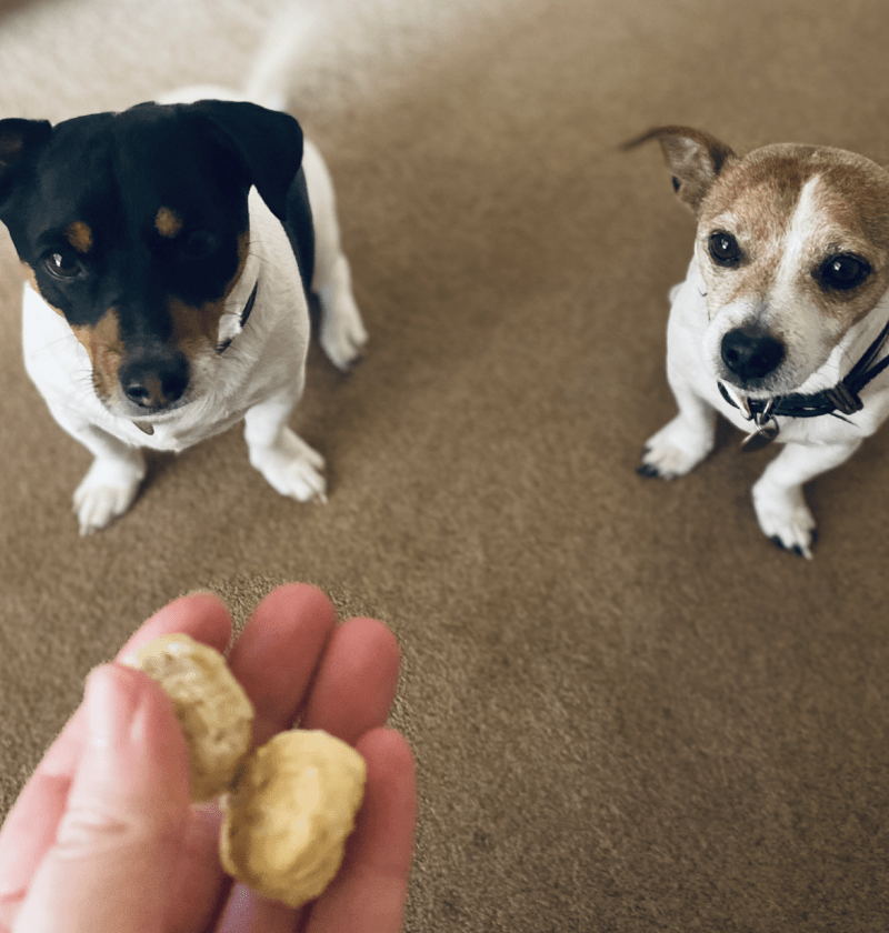 Oscar and Rambo, two Jack Russell Terriers, staring up at the Whitefish and Potato Cookies before the Treats and Paper Game