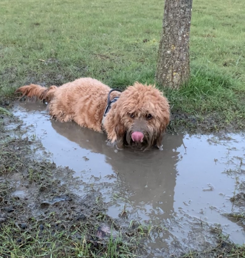 We Love Mucky Pups Feature Photo:Alfie, a cavapoo, standing in a muddy puddle.