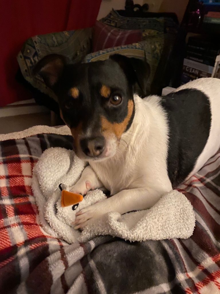 An Adult Oscar, a trim-colour Jack Russell, lying on a blanket with his two paws resting on a pair of socks.