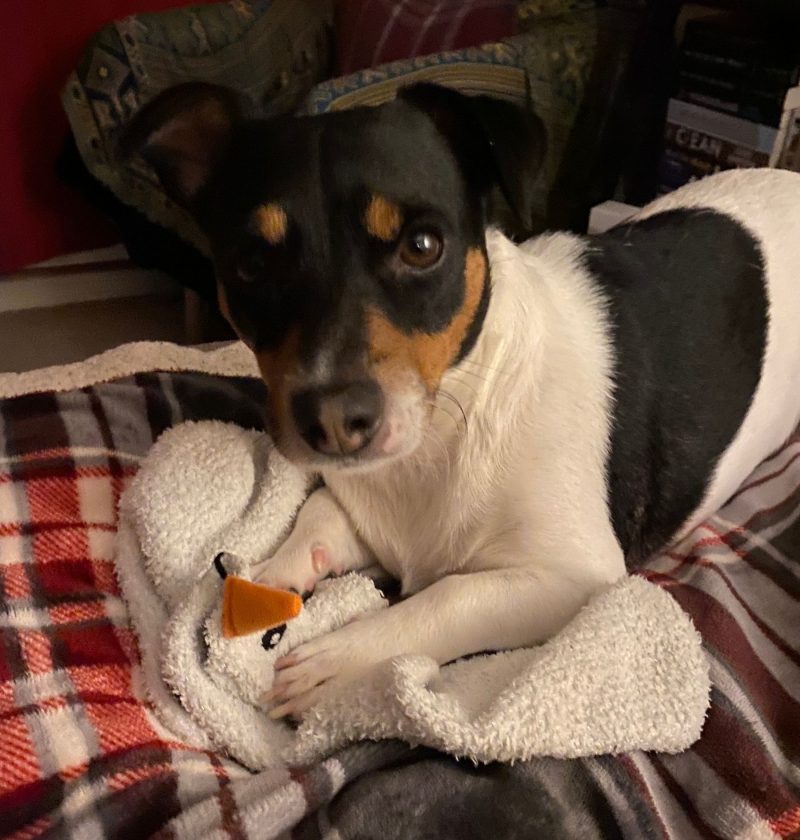 An Adult Oscar, a trim-colour Jack Russell, lying on a blanket with his two paws resting on a pair of socks.