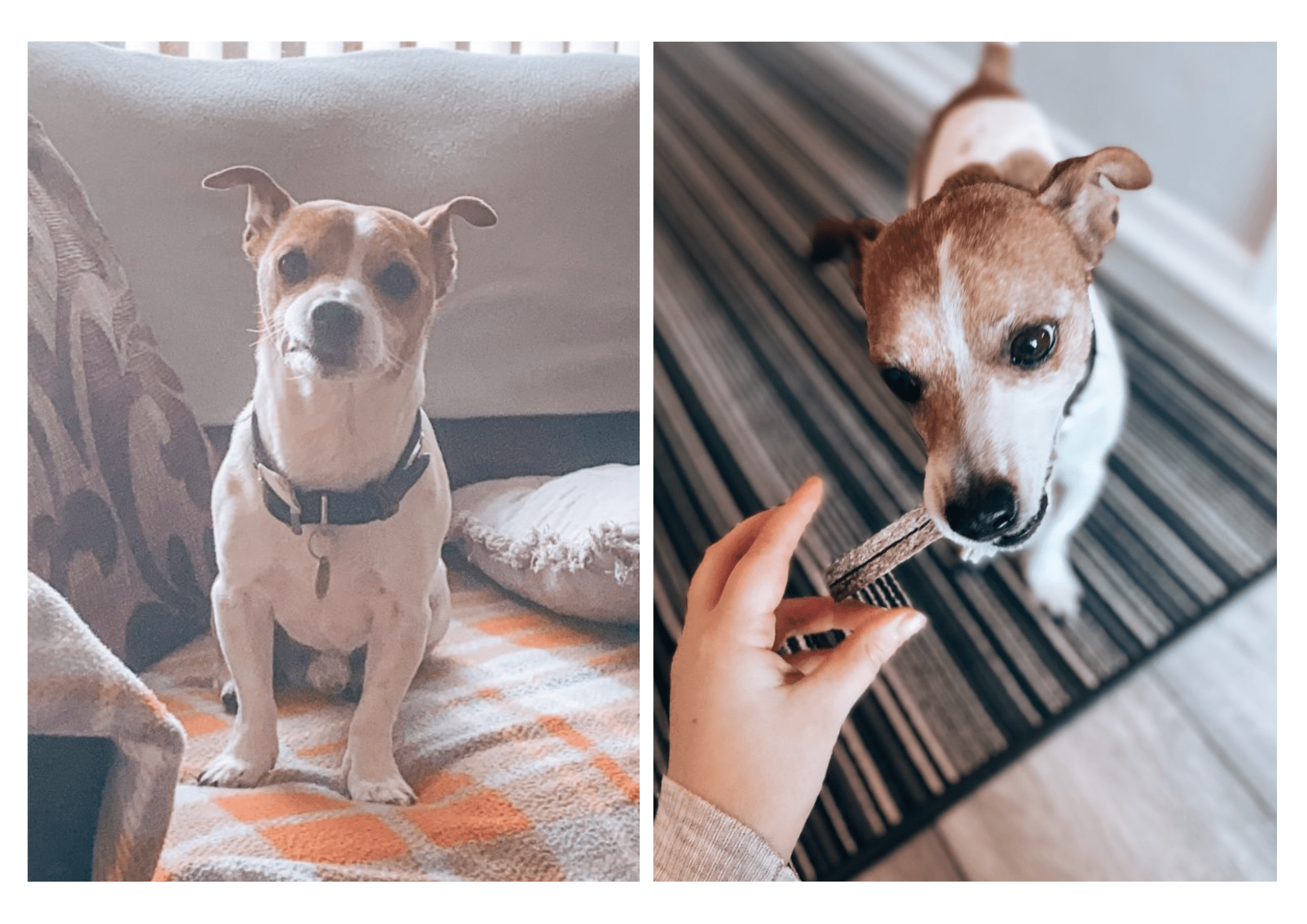 Hay Fever In Dogs Bounce and Bella