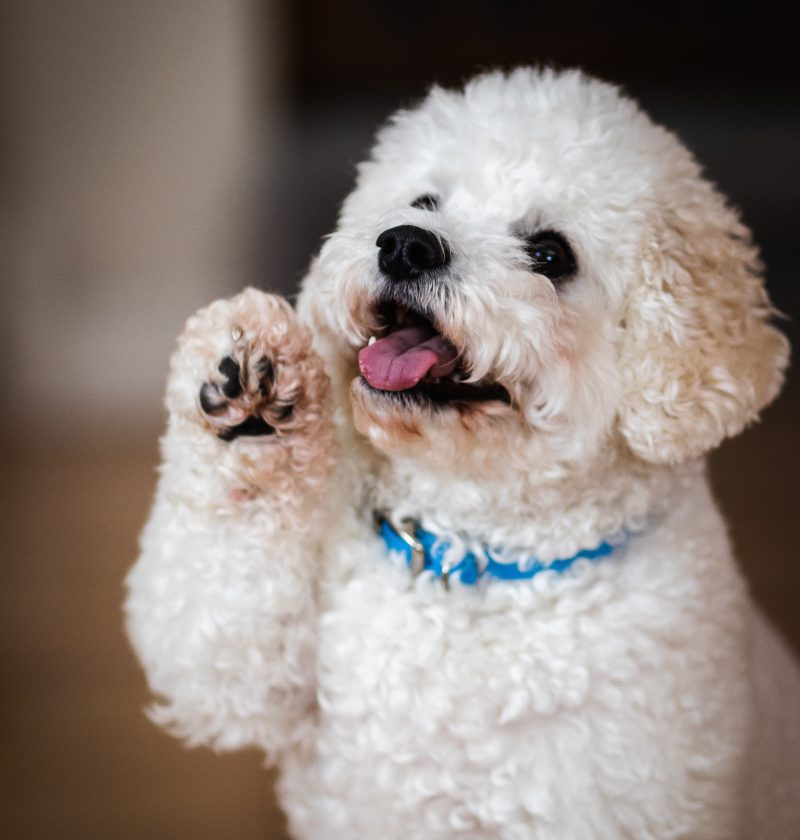 The Best Ways to Greet a Dog Feature Photo: A white toy poodle sitting down with it's paw raised in the air like it is waving.