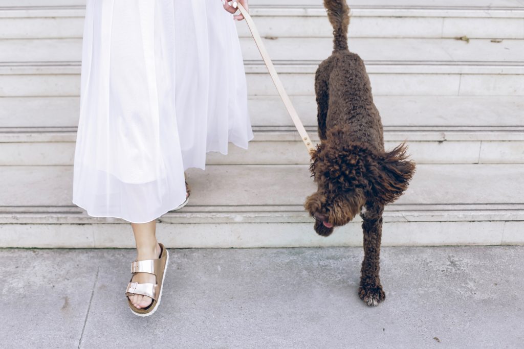 A lower shot of a pet parent in a white skirt walking down some steps with her dog on a leash. 