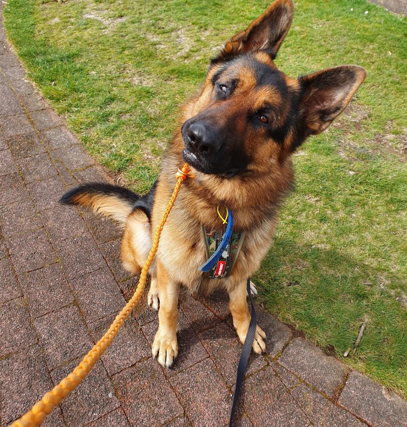 Positive Reinforcement Feature Photo: A German Shepard sitting on the pavement looking up to the camera