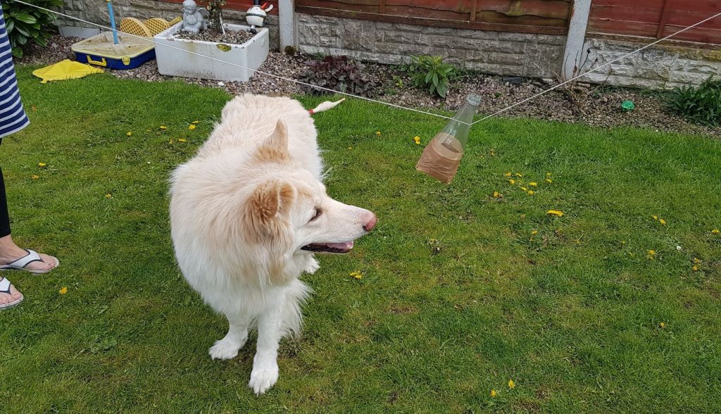 Roscoe, a white long-haired German Shepard in the garden playing with the bottle of treats