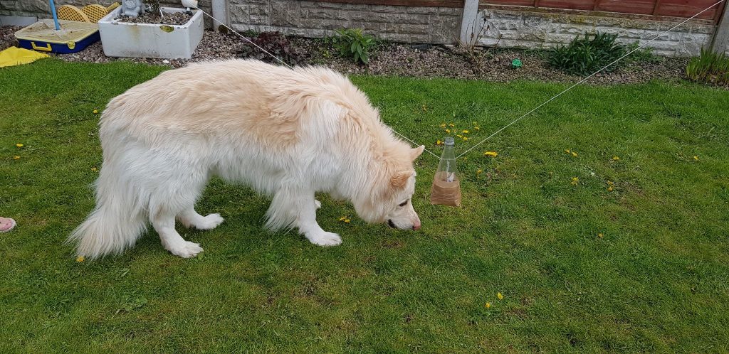 Roscoe, a white long-haired German shepard in the garden playing with the bottle of treats. 