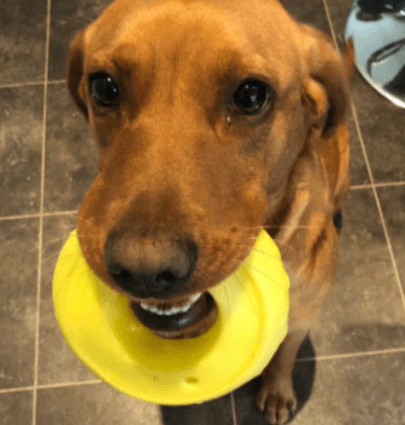 Ruby, a red fox Labrador holding her favourite toy, a yellow squeaky donut in her mouth while looking up at the camera.