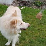 Happiness Games for Dogs: Bottle of Treats