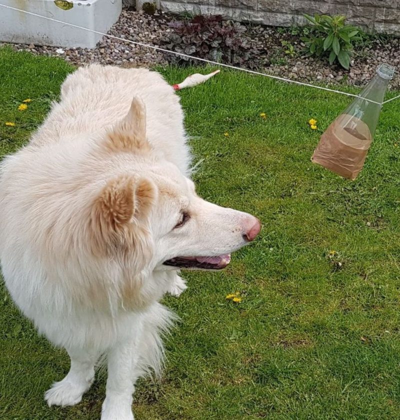 Roscoe, a long-haired German shepard in the garden playing with the bottle of treats.