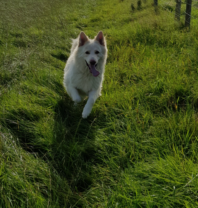 Roscoe, a long-haired white German Shepard running in a. field on a sniff walk
