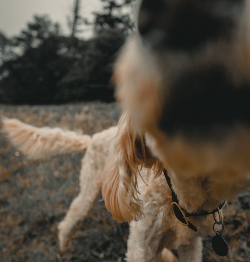 A close up shot of a dog sniffing at the camera showing dog's sense of smell