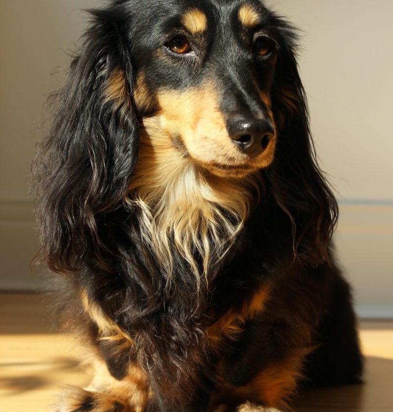Walking on Sunshine: Back in Stock Sale Feature Photo of a long haired dachshund sitting in the sun.