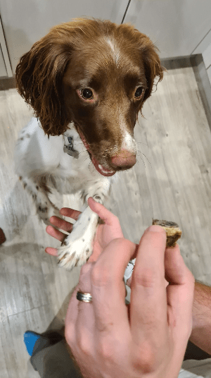 Marty a Springer Spaniel, sitting in the kitchen giving his paw to his pet parent while gazing at the fish skin snack.