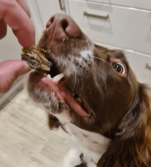 Marty, a springer spaniel, accepting a Fish skin snack from their owner