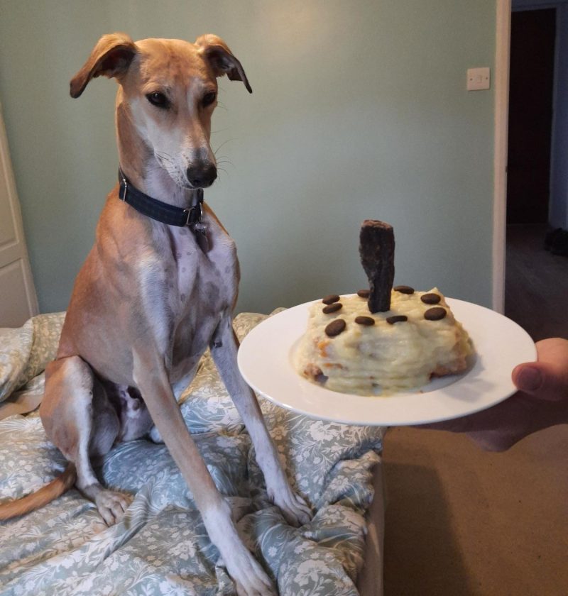 For an exciting summer, Oscar a beige lurcher is sitting on the sofa as his pet parent present shim with a one year gotcha dog cake.