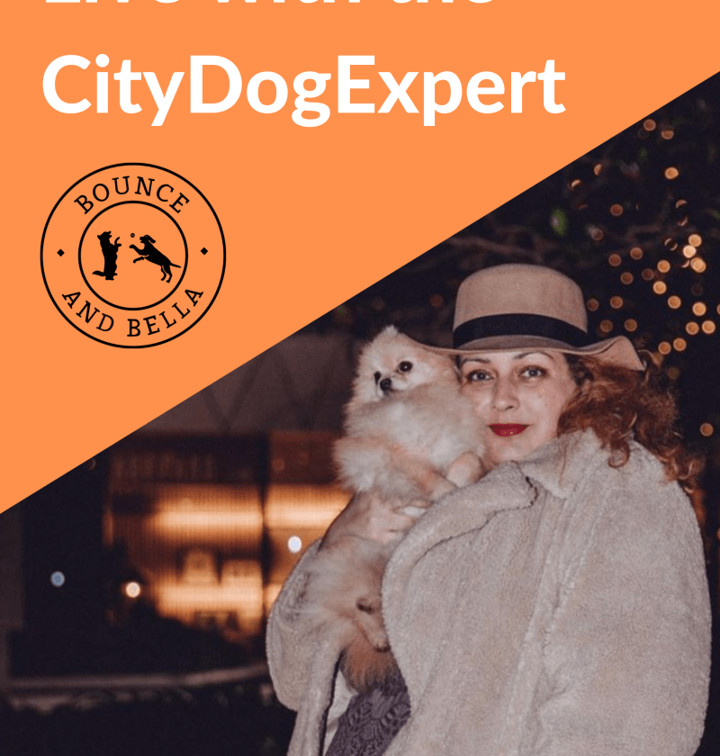 Live with the CityDogExpert Feature Image: A diagonal orange banner with the text written in white and the Bounce and Bella logo underneath. Below the banner is a photograph fo Kimberly The City Dog Expert with a pomerian