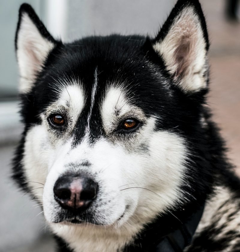 How to help a choking dog feature photo of a husky looking serious