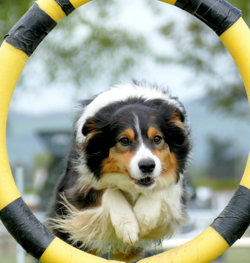 Are You ready to Enter the Olympics: Dog jumping though an agility hoop