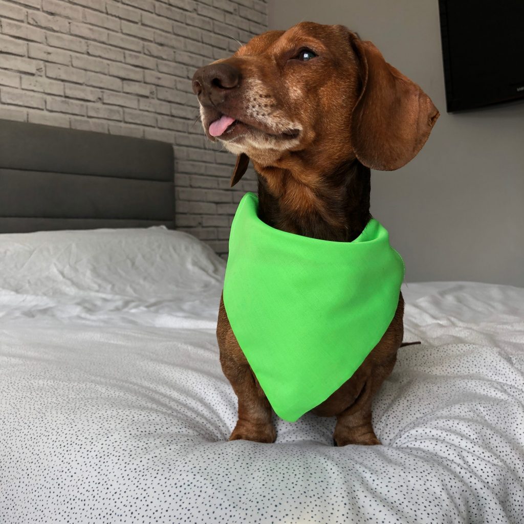 Elvis, a brown daushund, sitting on the bed with a green bandanna around his neck. 