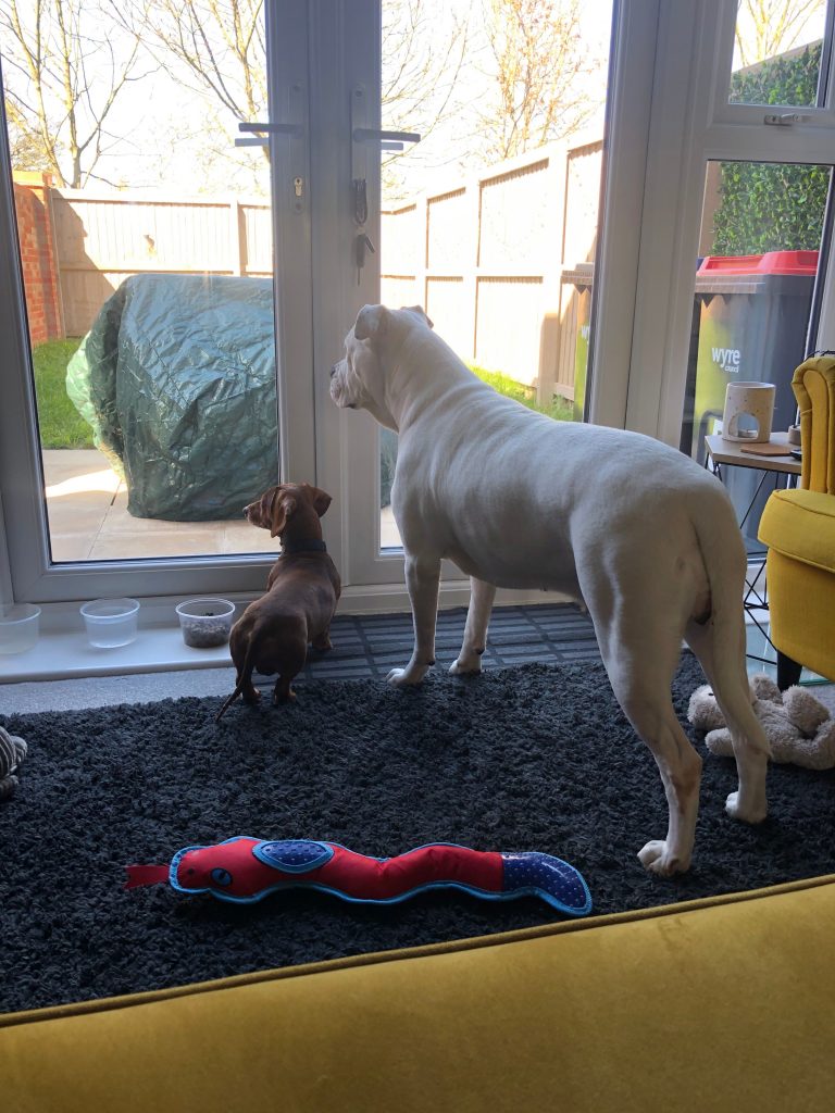 Elvis, a dachshund, and Zarla, a American bull dog, standing together looking outside. 